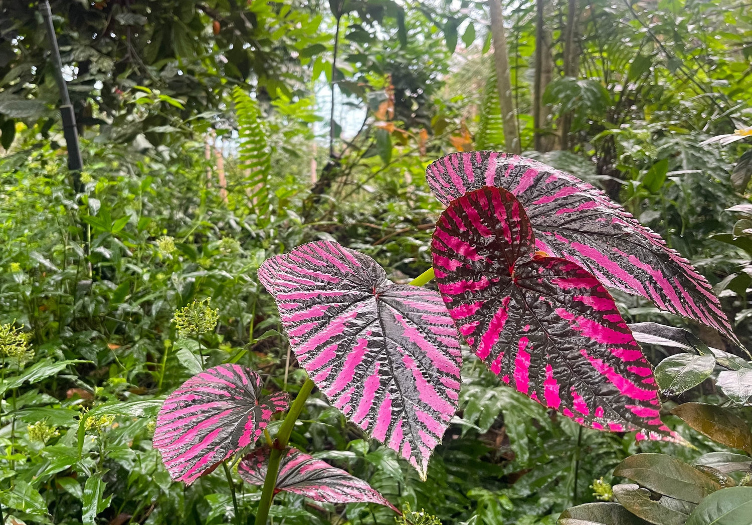 What exotic plants can you grow in the UK?