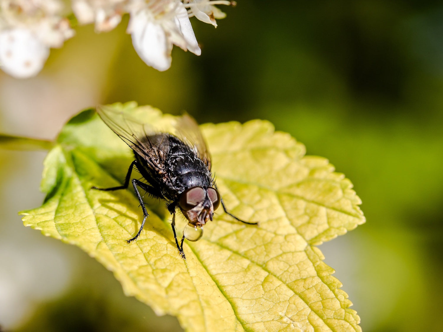 How to keep pests away from your garden furniture