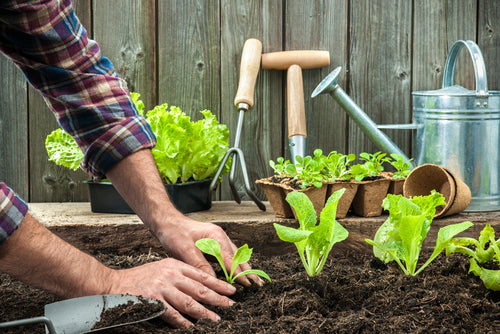 5 vegetables you can easily grow in your garden