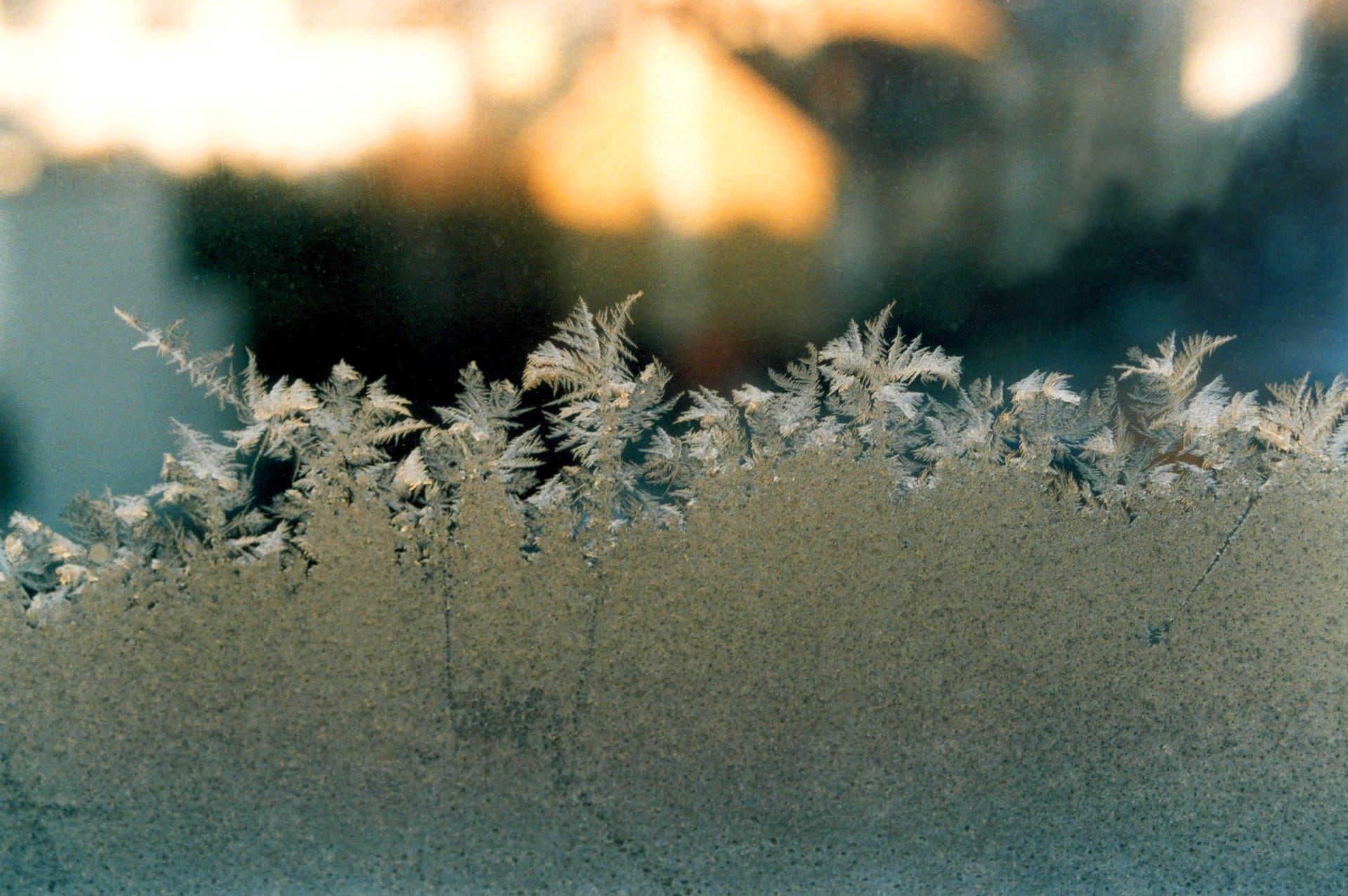 How to protect your garden from frost