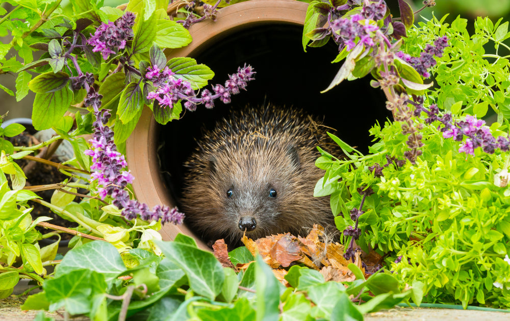 Keep your eyes peeled: Wildlife you can spot in your garden