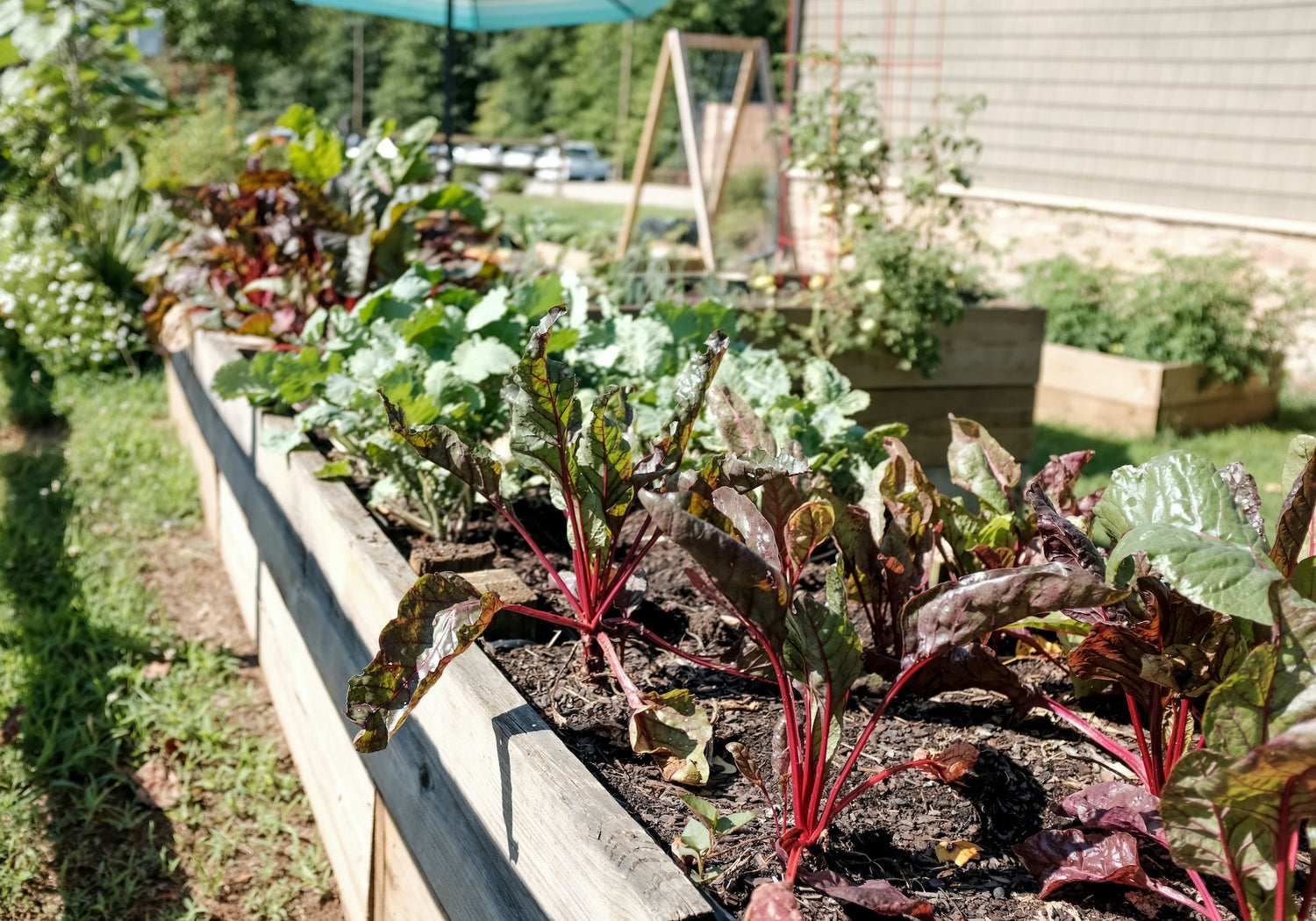 The best vegetables to plant for summer