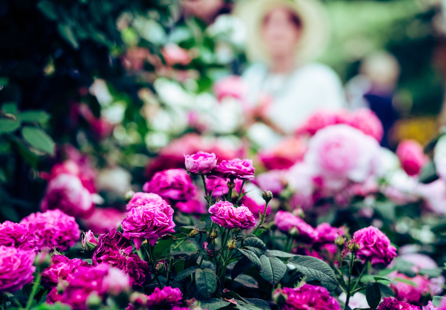 What to keep an eye out for at RHS Chelsea Flower Show