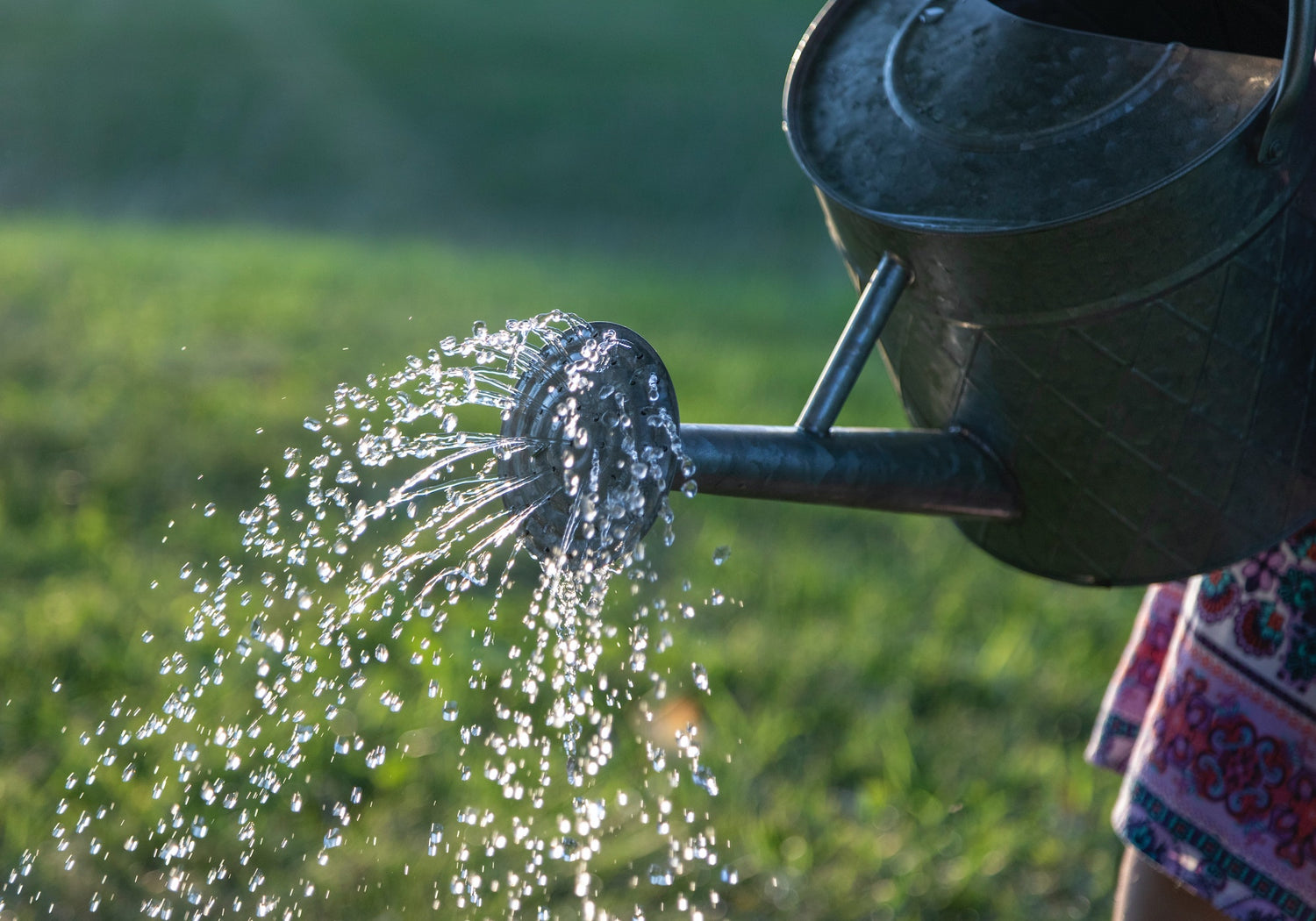 How do you best conserve water in your garden?