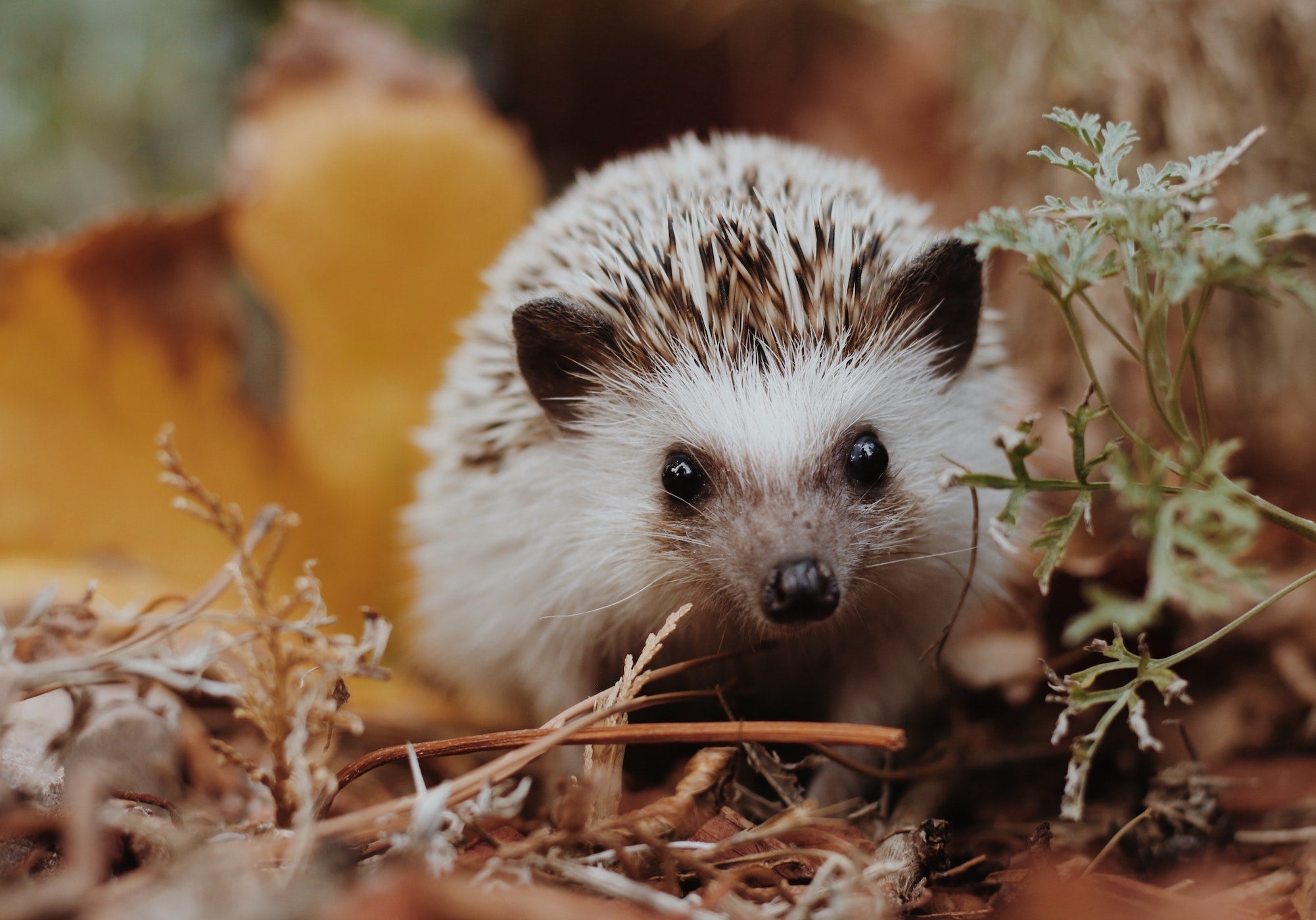 Top tips for attracting wildlife into your garden