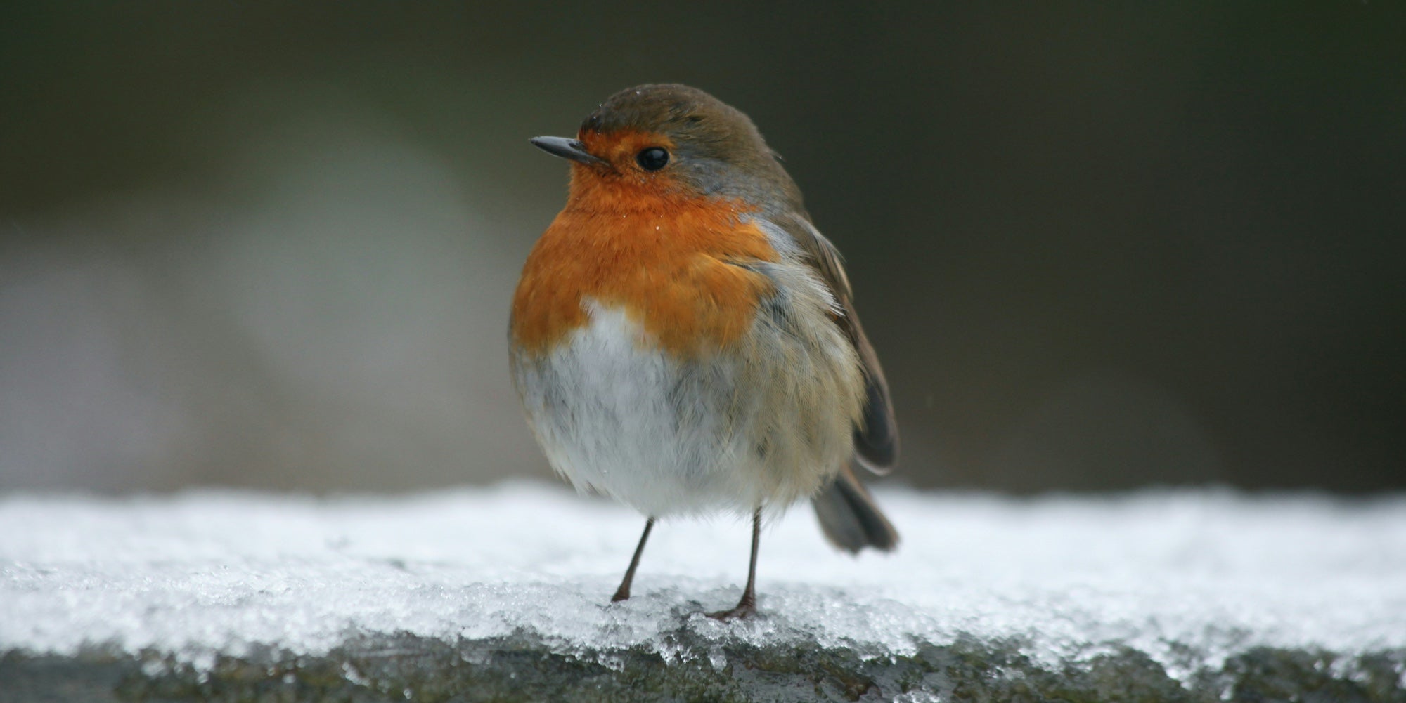 Lee's 8 lazy winter gardening tips to encourage wildlife