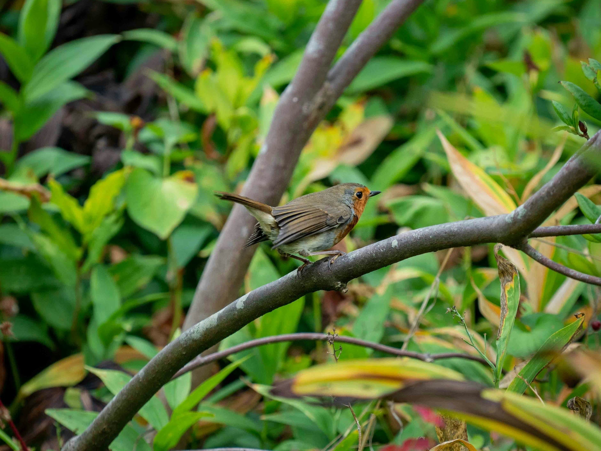 How to create a wildlife corridor in your garden: A guide for UK gardeners with Lee Burkhill