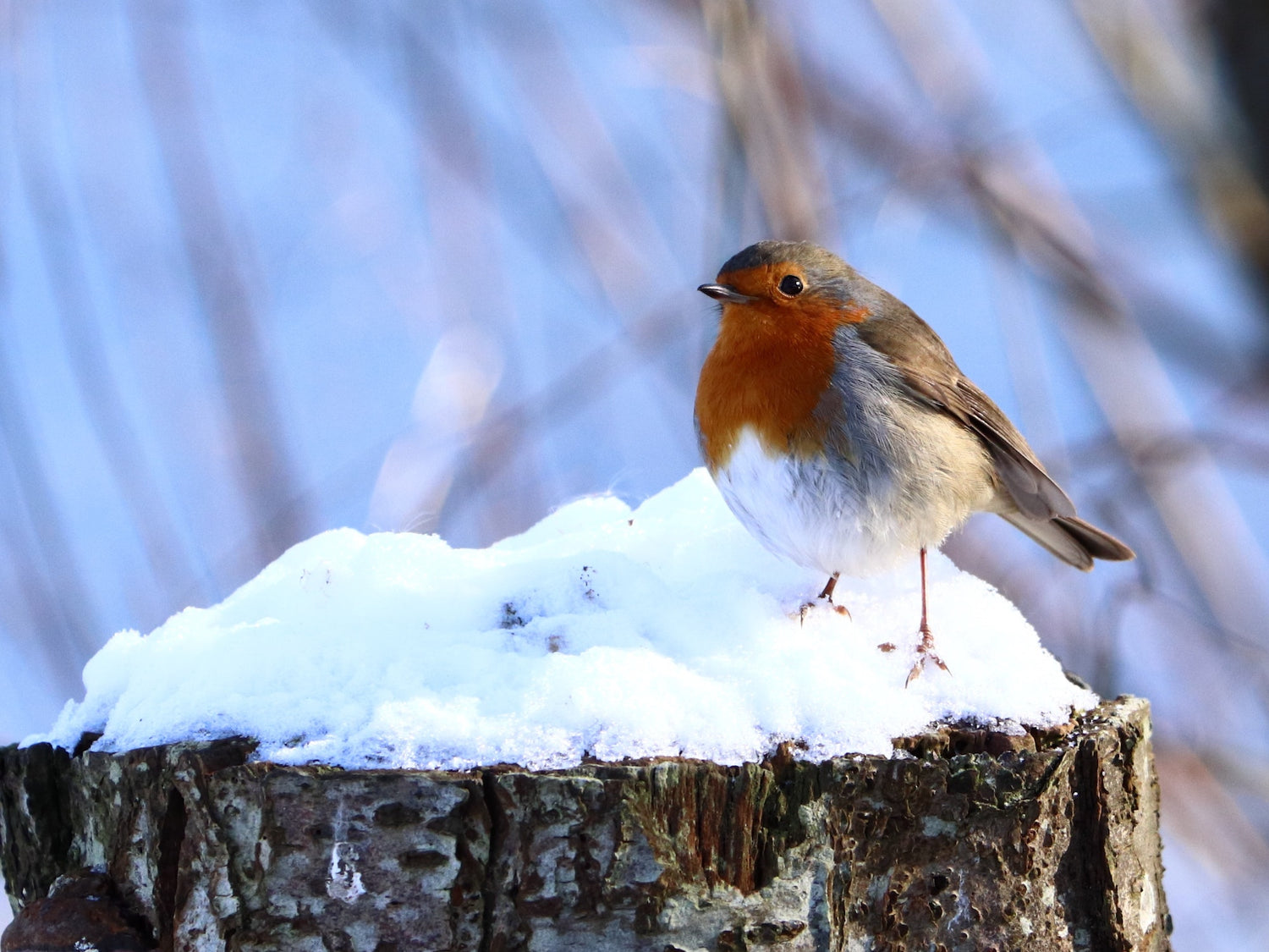 Winter gardening hacks for wildlife from the Garden Ninja