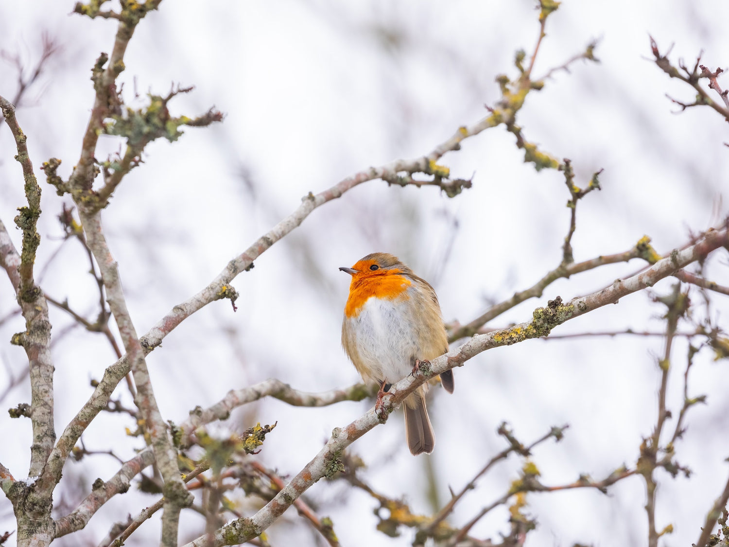 How can we help the wildlife in our gardens this winter?