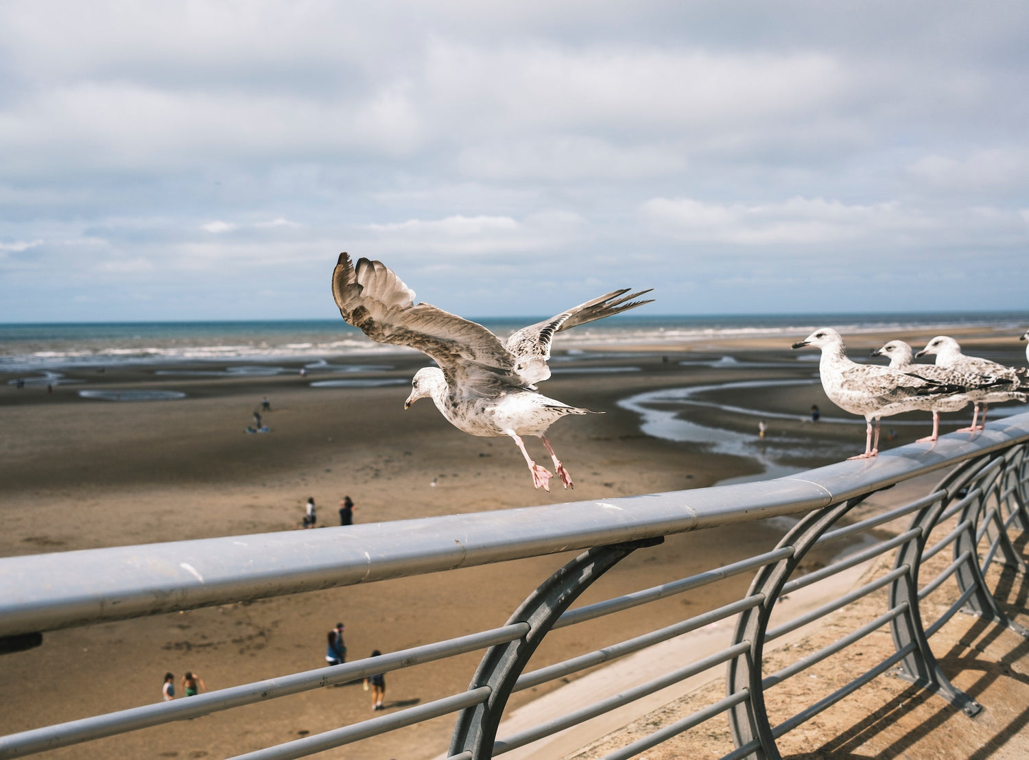 How to clean bird poo off your garden furniture