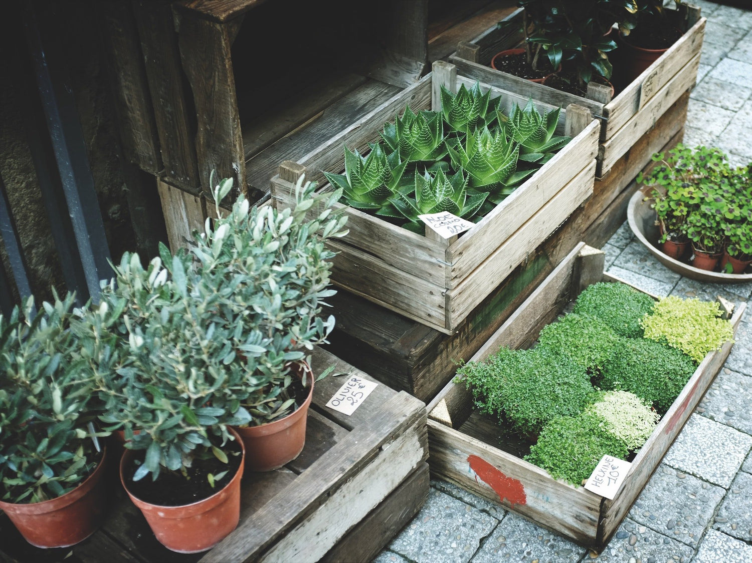 How to arrange plants on your patio