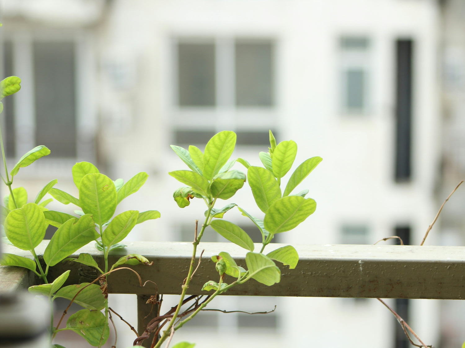 The Garden Ninja's 7 top tips for balcony planters: How to maximise space and beauty