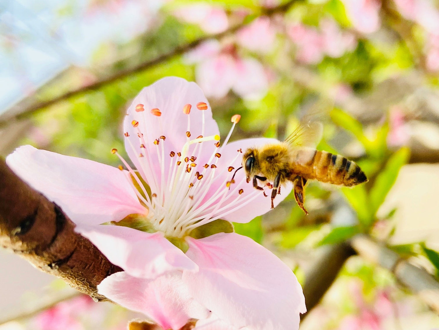 How to help our hard-working honeybees in the garden with Lee Burkhill