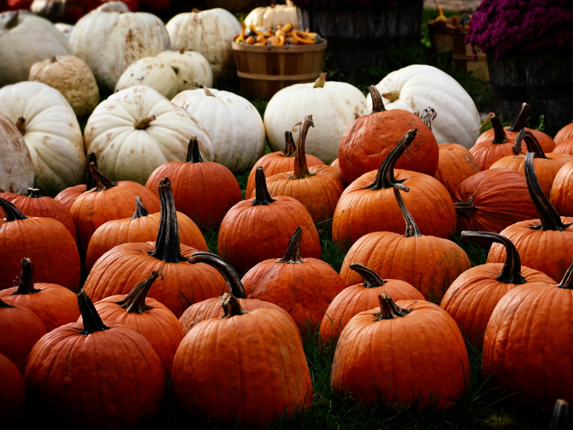 Spooky plants for your garden: The Garden Ninja's Halloween gardening tips