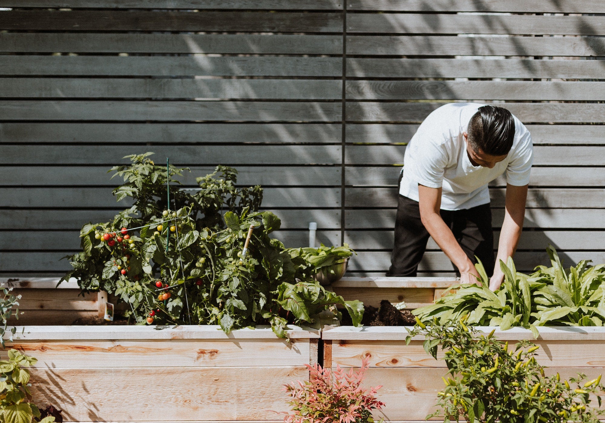 How to plan a small vegetable plot