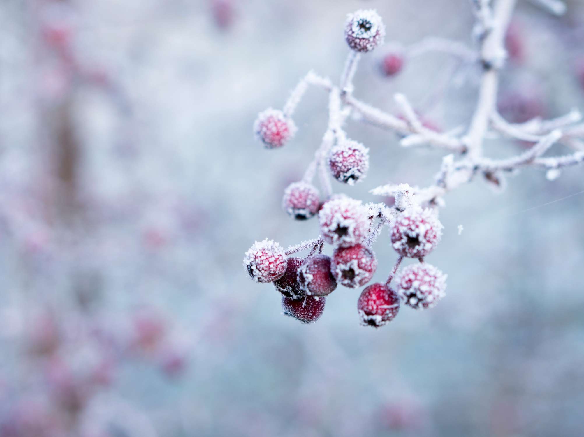 Lee Burkhill's Christmas plants & shrubs for winter cheer Lazy Susan